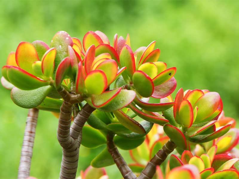 Crassula ovata ‘Baby Jade’ close-up.