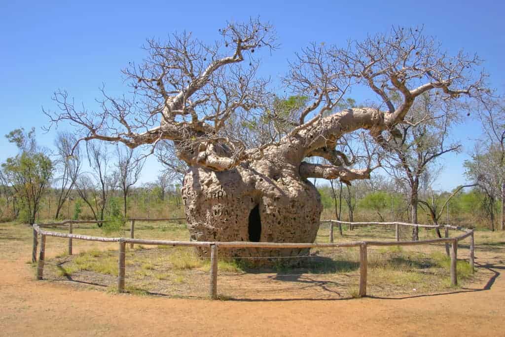 Huge tree succulent outdoor.