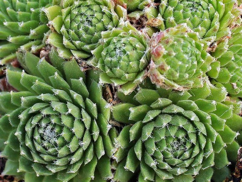 Sempervivum ‘Little Bobo’ close-up.