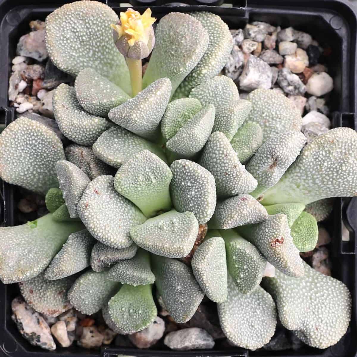 Aloinopsis Luckhoffii in a pot.