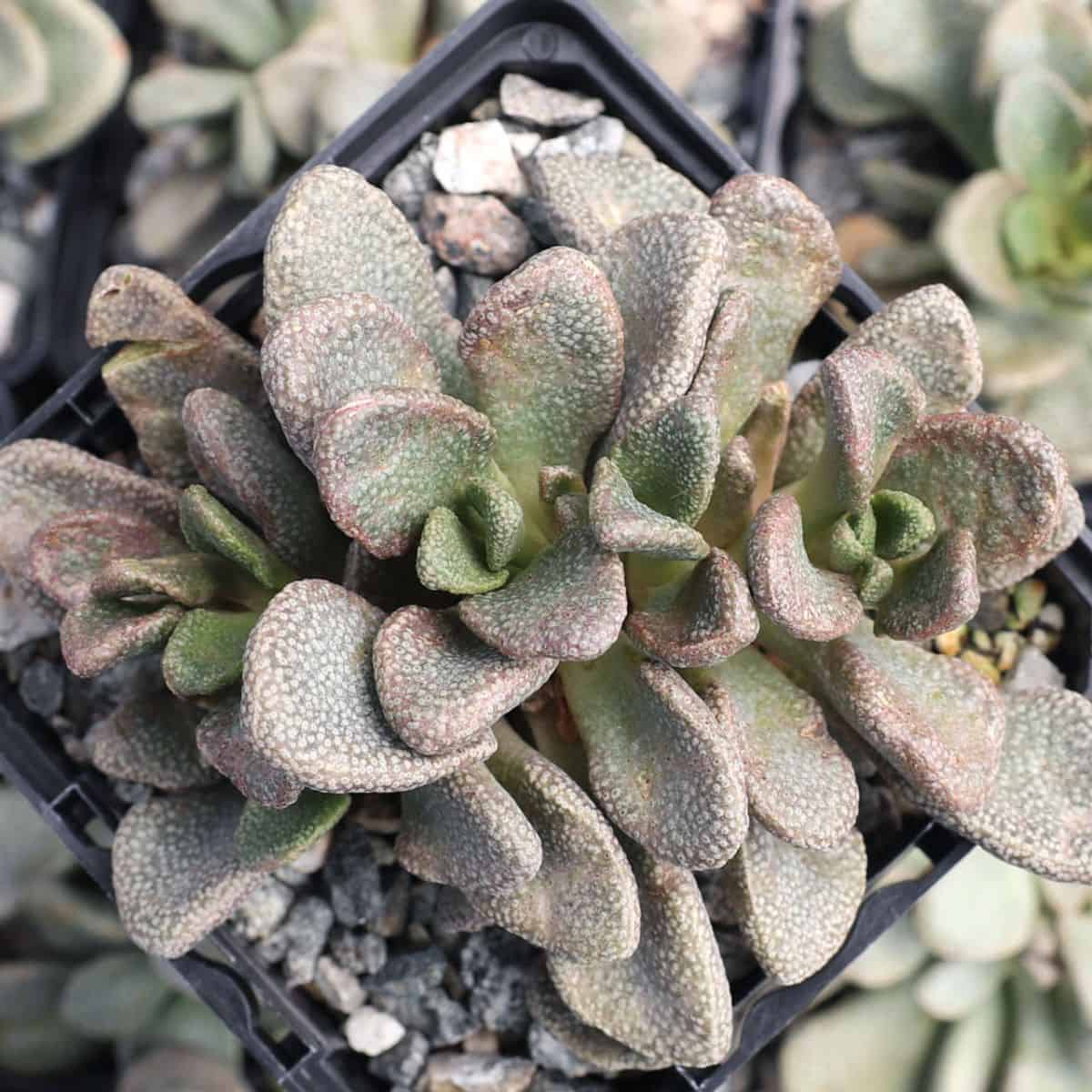 Aloinopsis Rosulata in a pot.