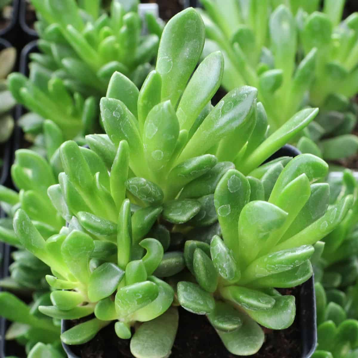 Anacampseros Rufescences in a pot.