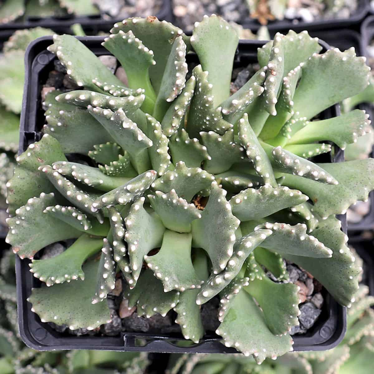 Aloinopsis Malherbei in a pot.