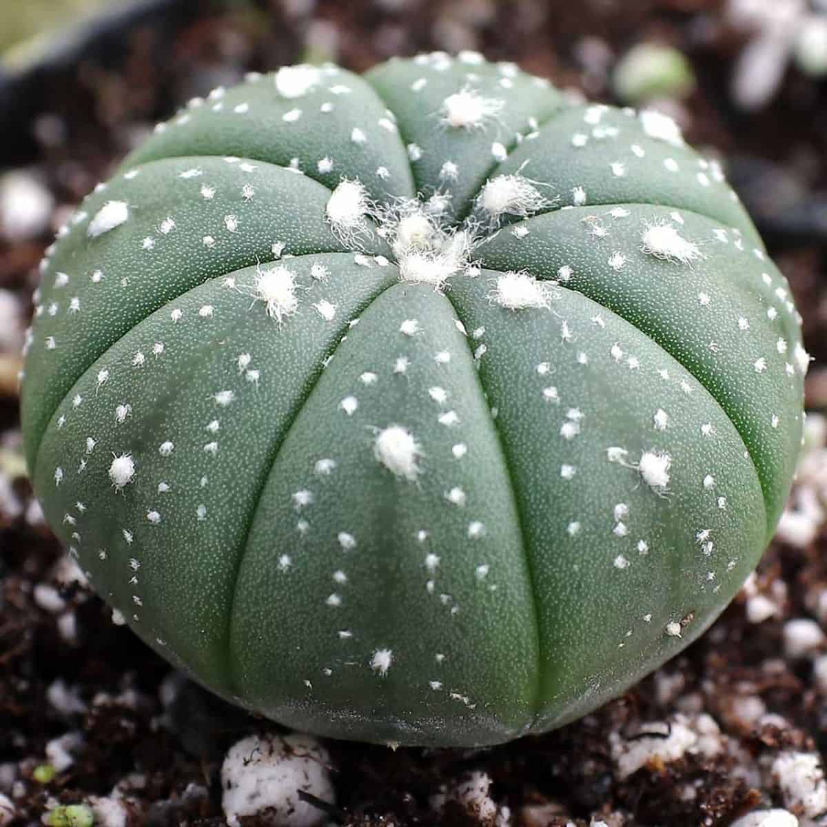 Astrophytum Asterias in a pot.