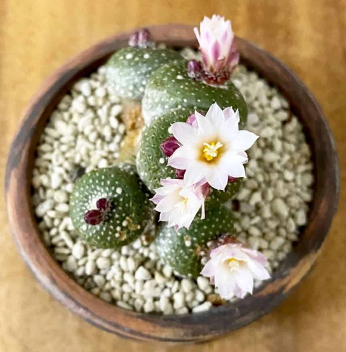 A flowering Blossfeldia Liliputania in a pot.