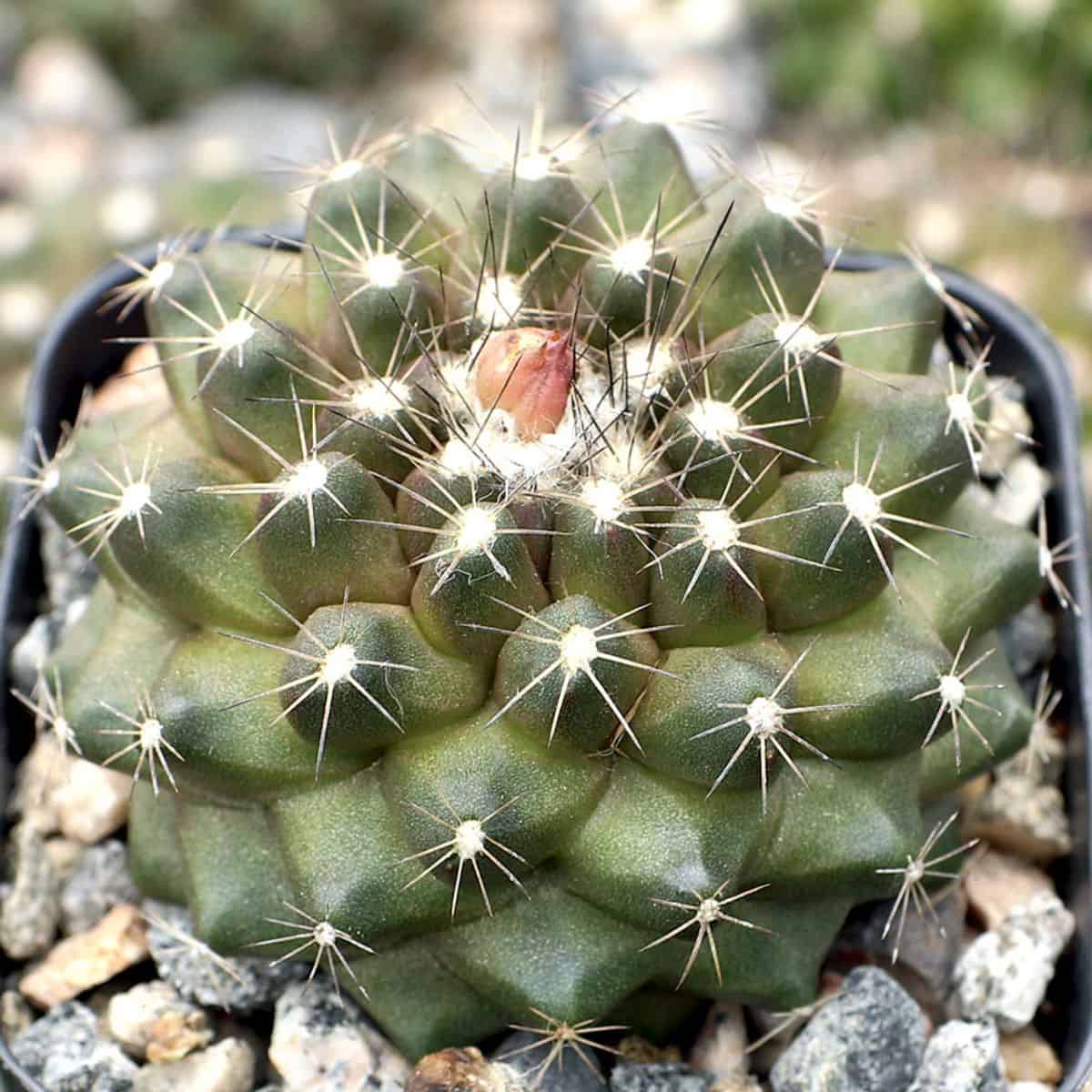 Copiapoa humilis in a pot.