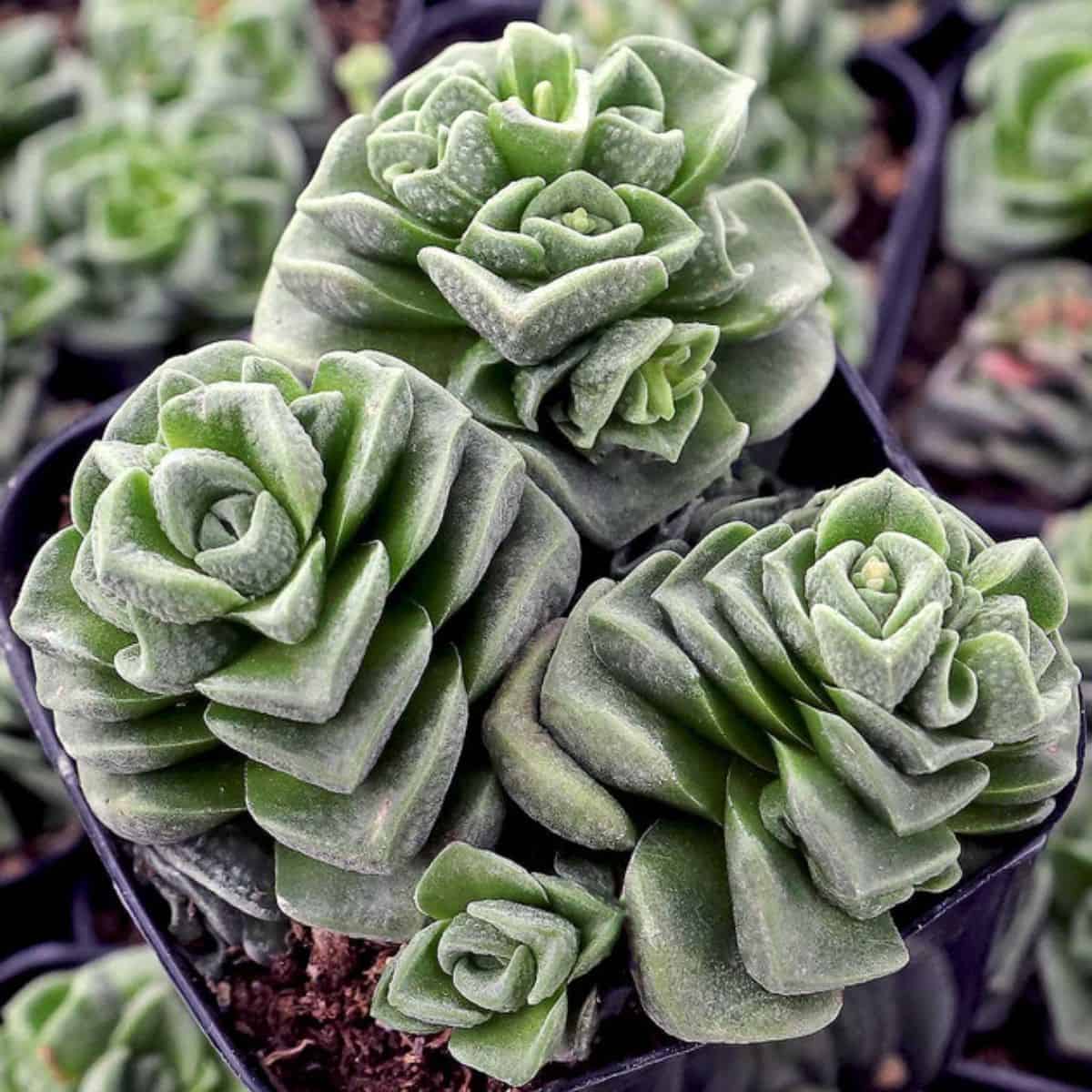 Crassula 'Dorothy' in a pot.