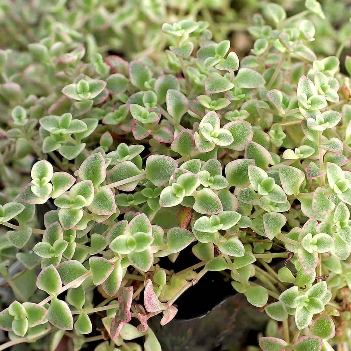 Crassula 'Petite Bicolor'  in a pot.