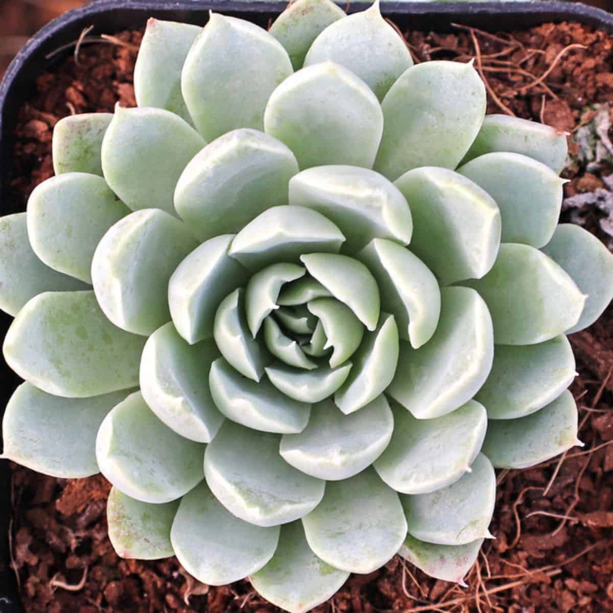 Echeveria albicans in a pot.