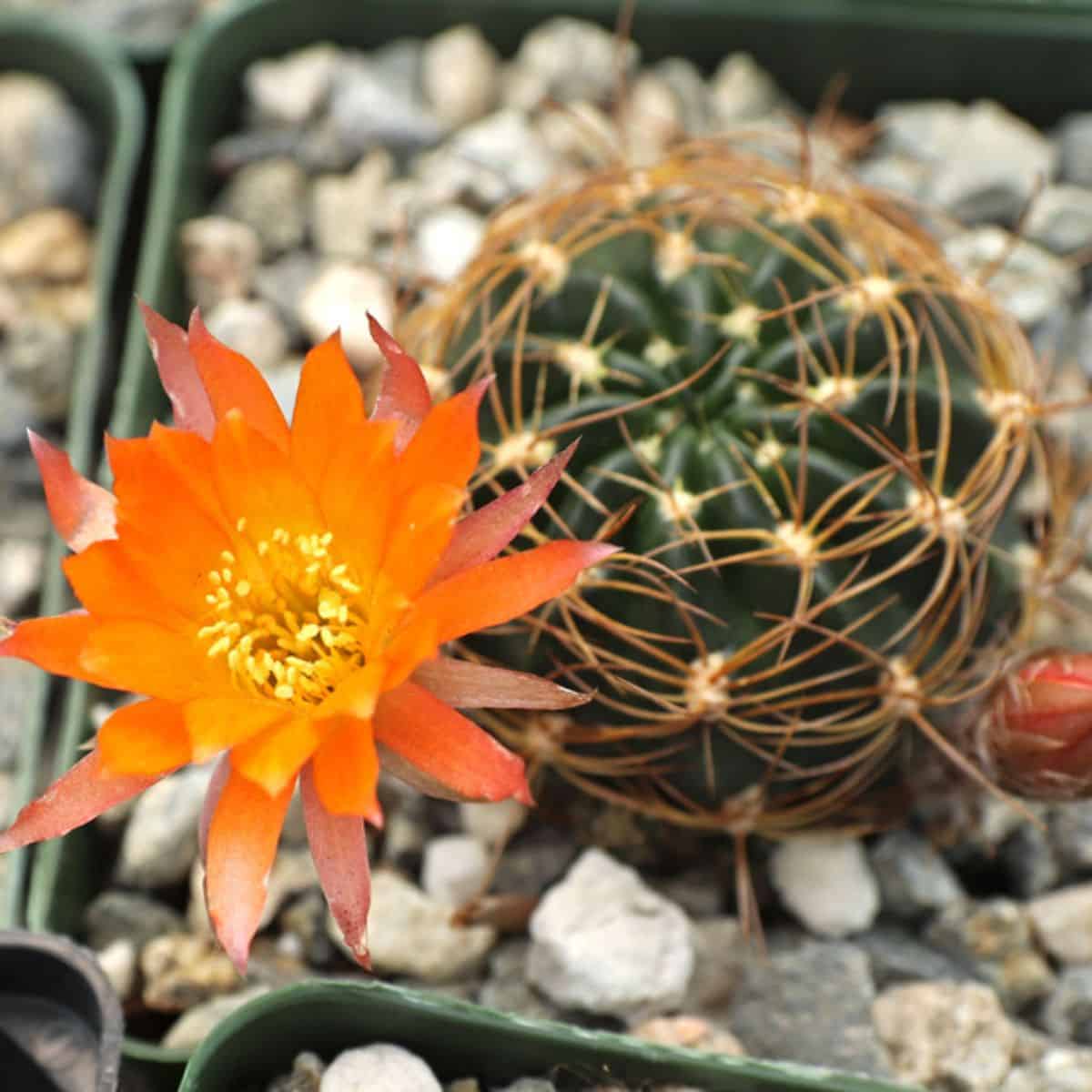 Flowering Echinopsis ancistrophora in a pot.
