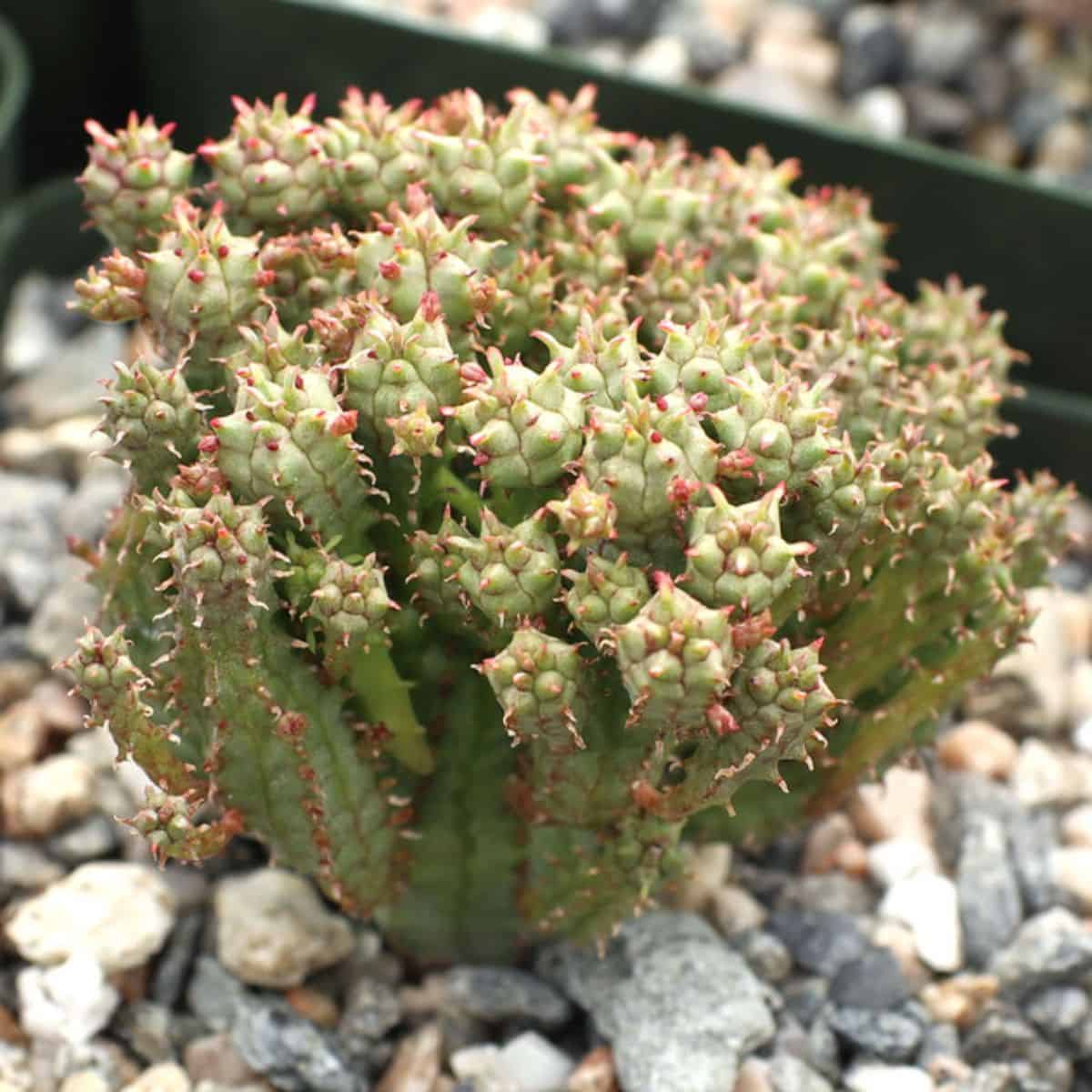 Euphorbia monstrose in a pot.