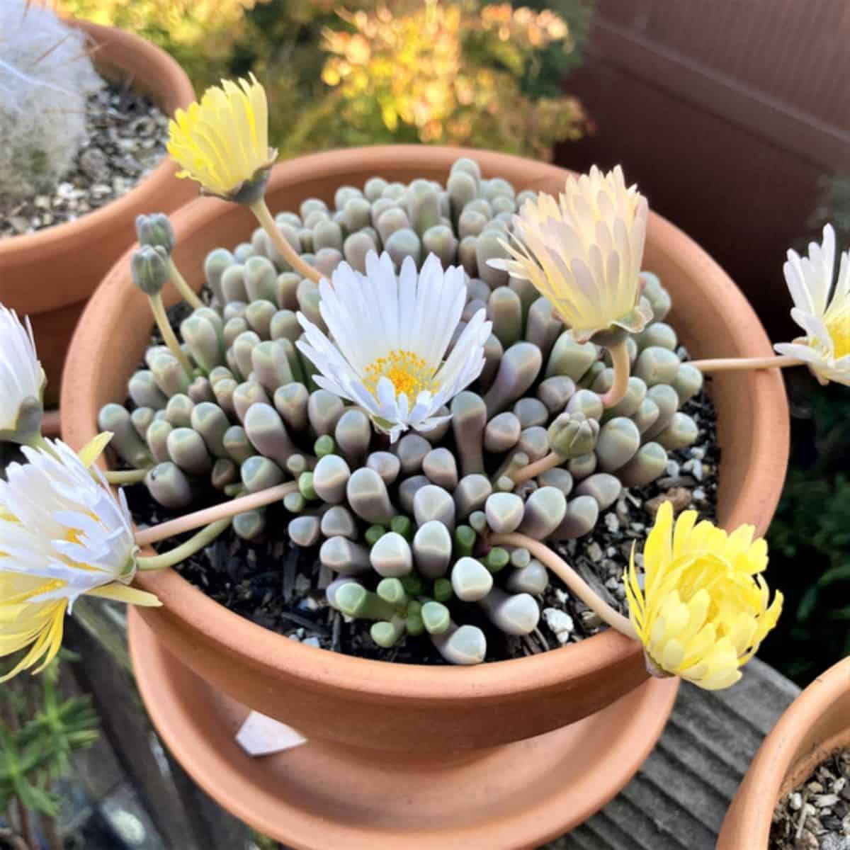 Flowering Fenestraria rhopalophylla  in a pot.