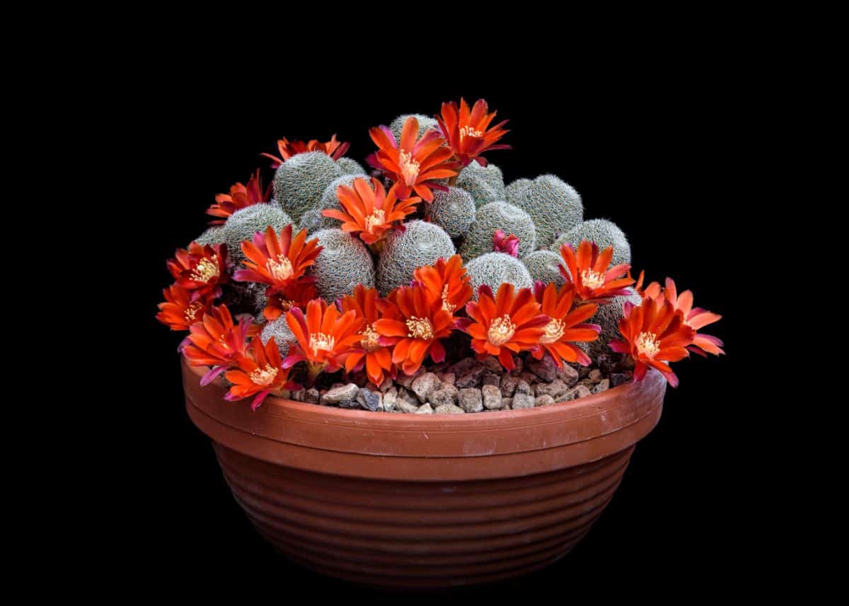 Flowering rebutia heliosa growing in a pot.