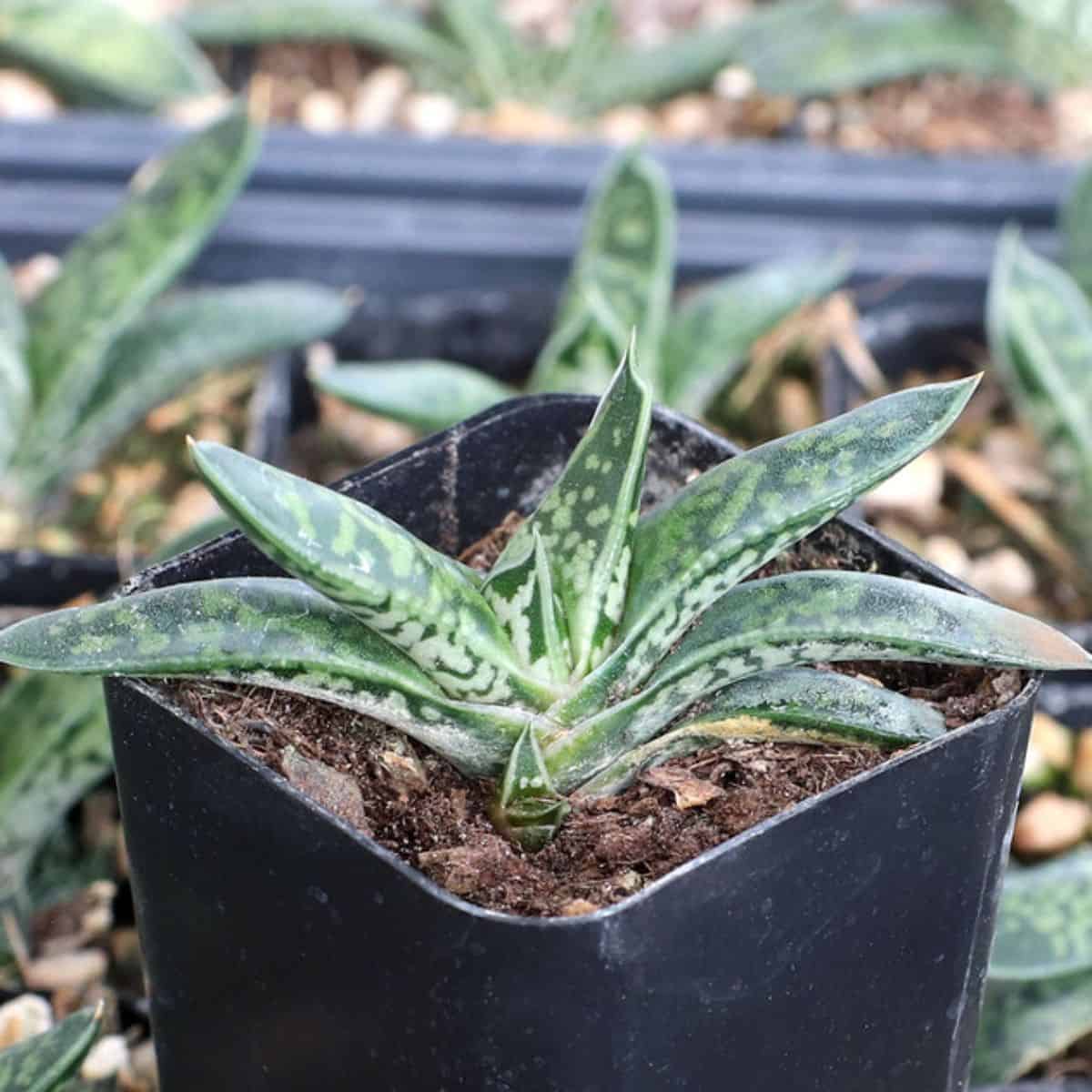 Gasteria bicolor var. liliputana
in a pot.