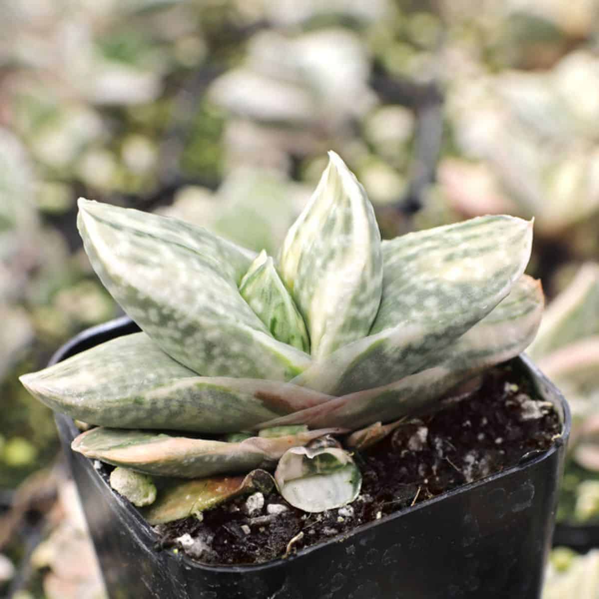 Gasteria 'Fuji Yuki' in a pot.