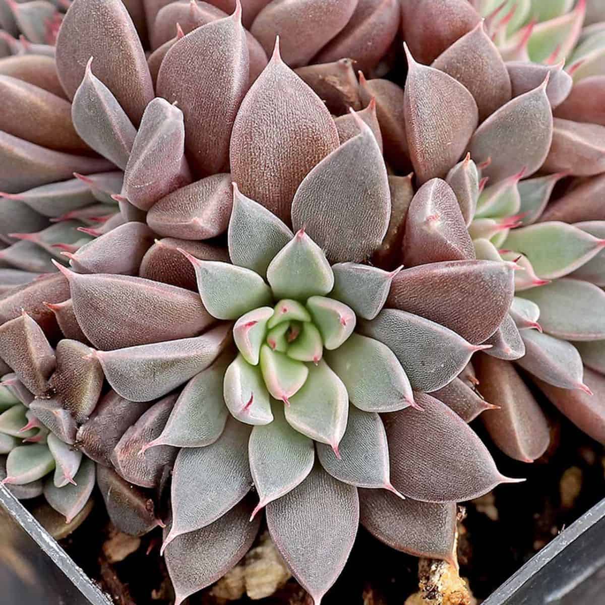 Graptopetalum rusbyi in a pot.