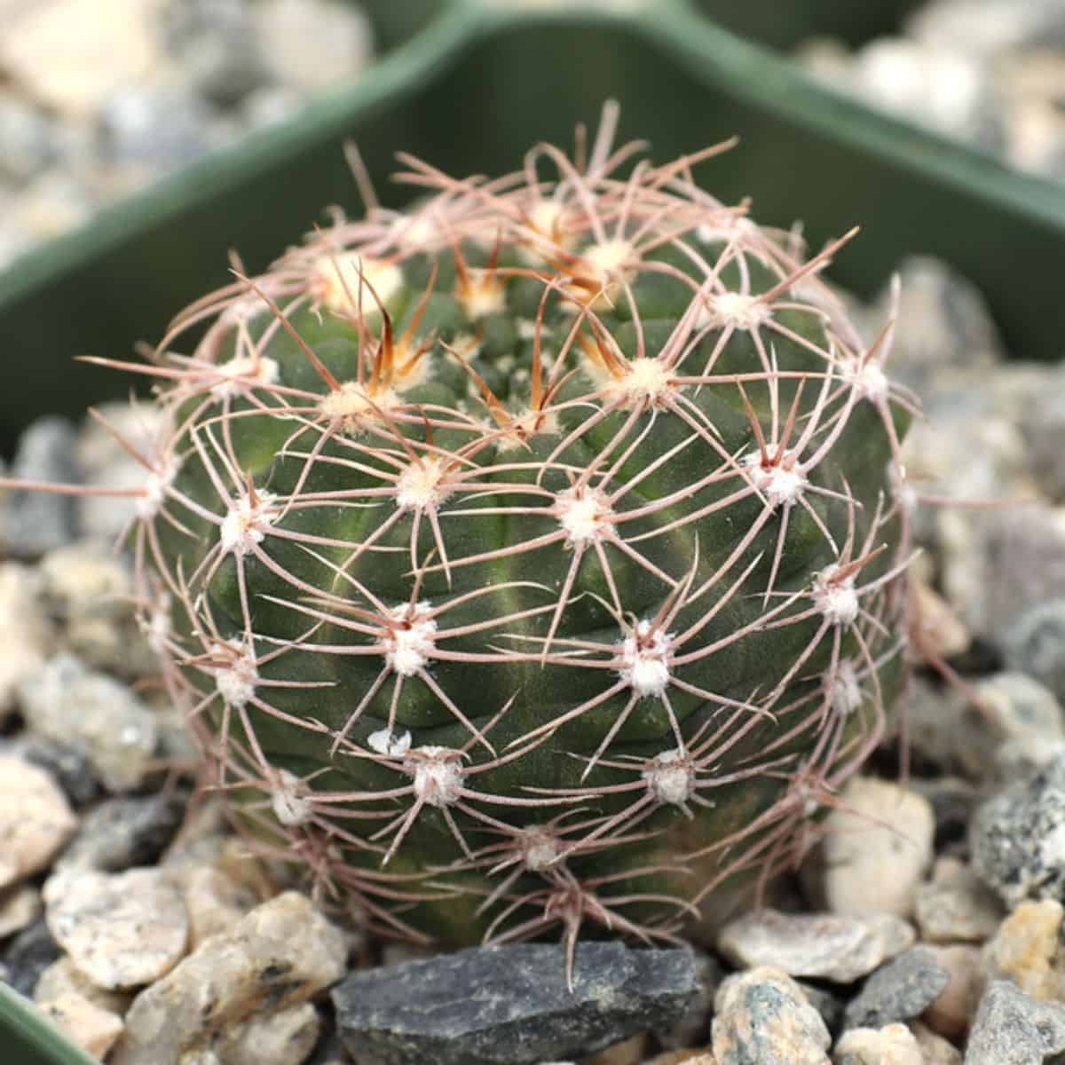 Gymnocalycium bruchii in a pot.