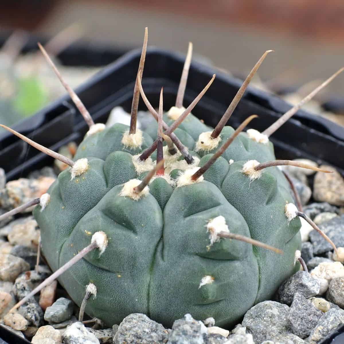 Gymnocalycium ochoterenae ssp. vatteri in a pot.