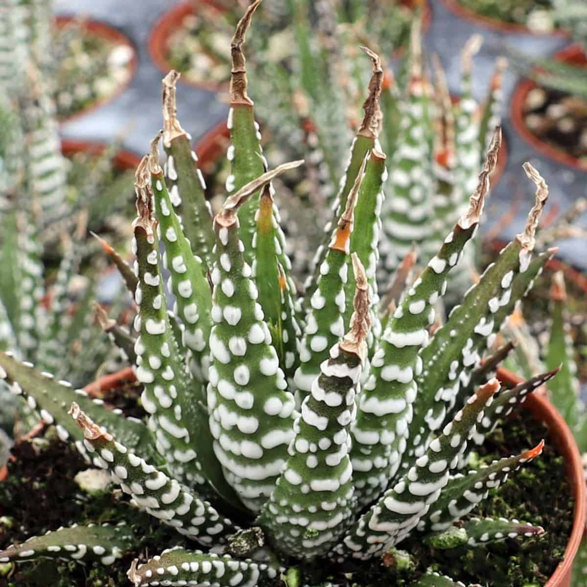 Haworthia attenuata in a pot.