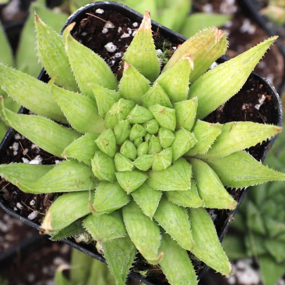 Haworthia 'Ed Storms' in a pot.