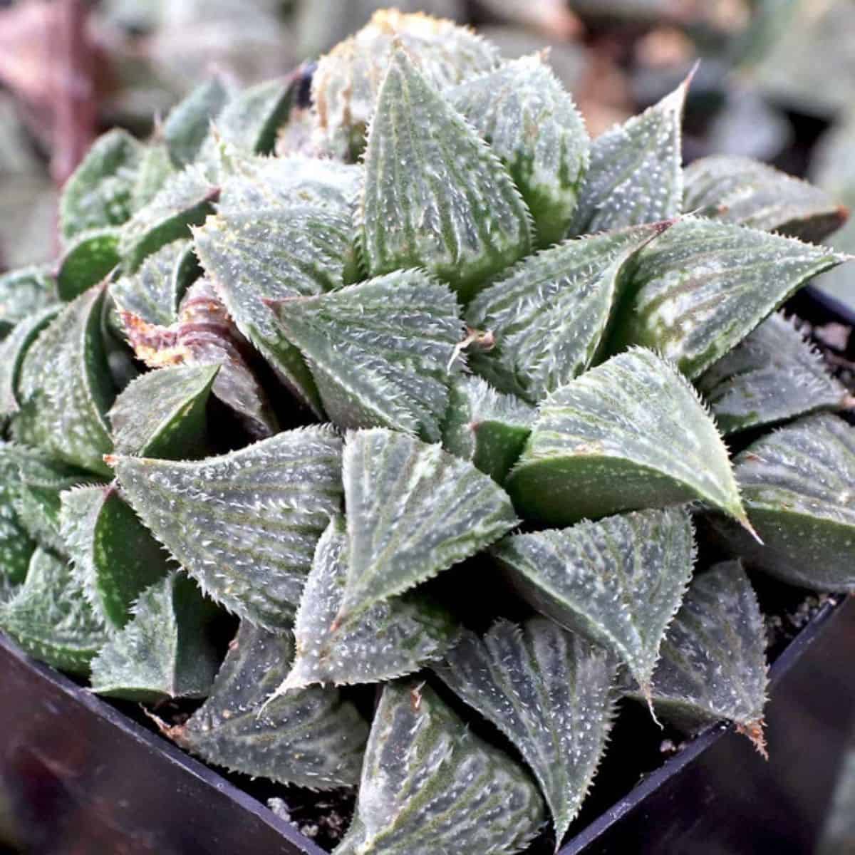 Haworthia emelyae in a pot.