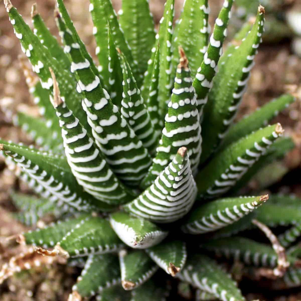 Haworthia fasciata 