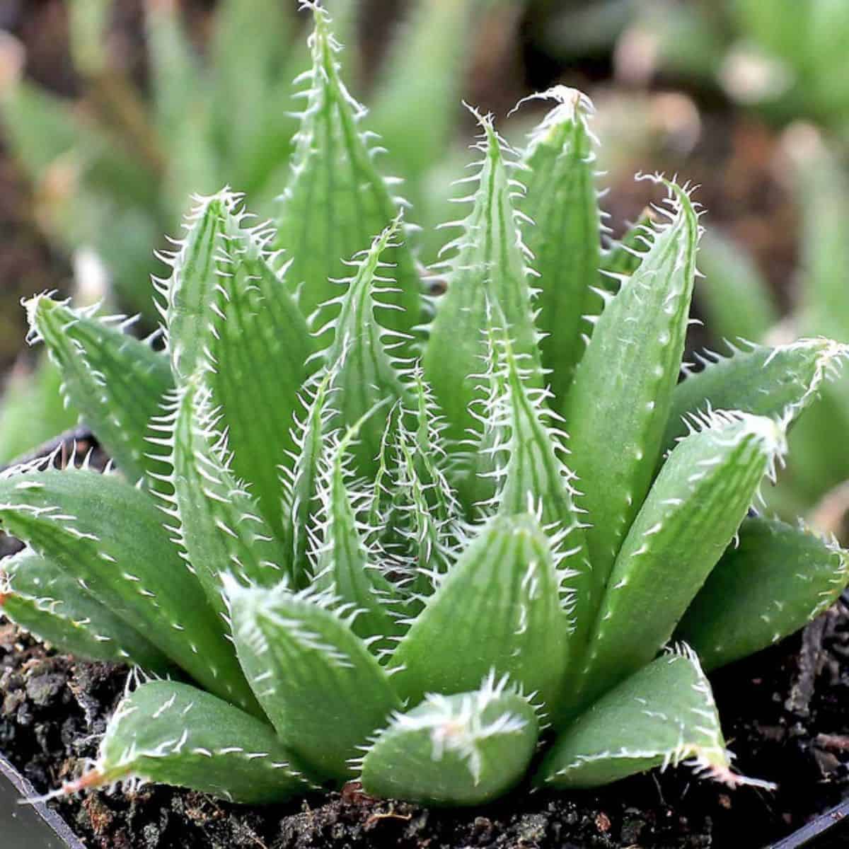 Haworthia gracilis in a pot.