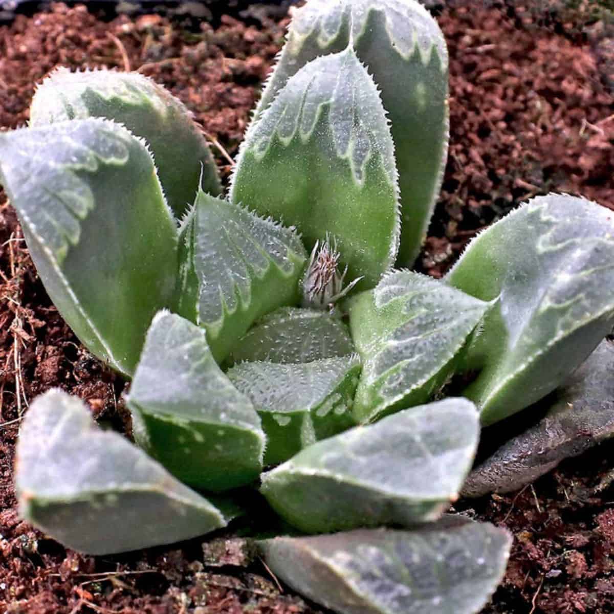 Haworthia 'Mantellii' in a pot.