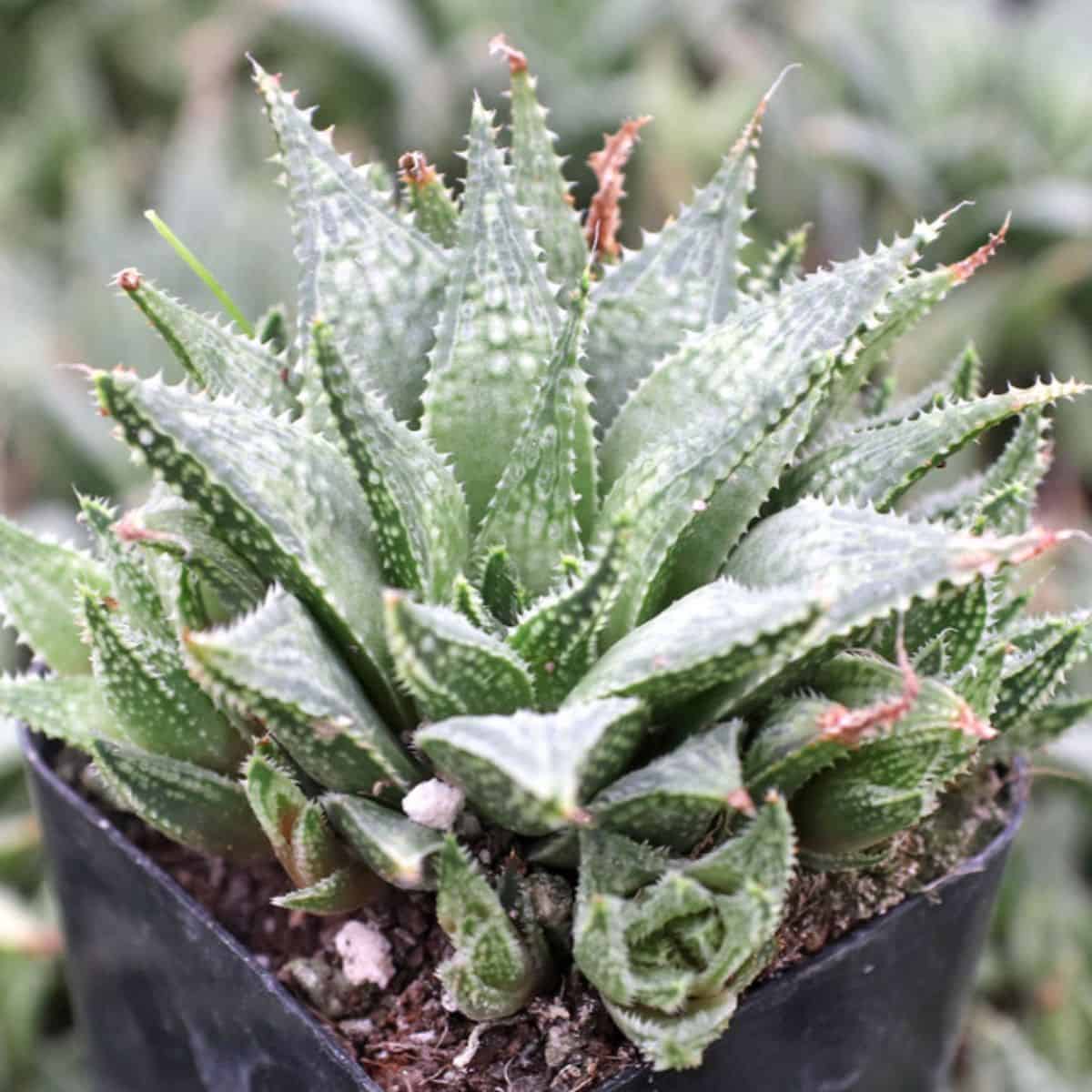 Haworthia variegata var. petrophila in a pot.