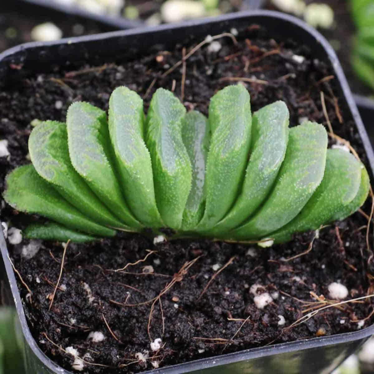 Haworthia truncata  in a pot.