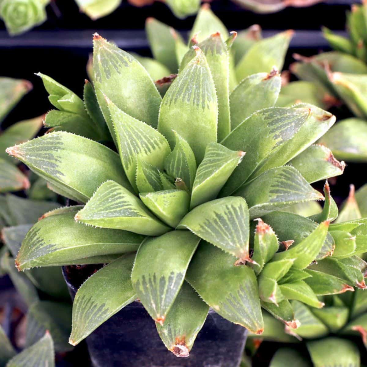 Haworthia turgida var. longibracteata in a pot.