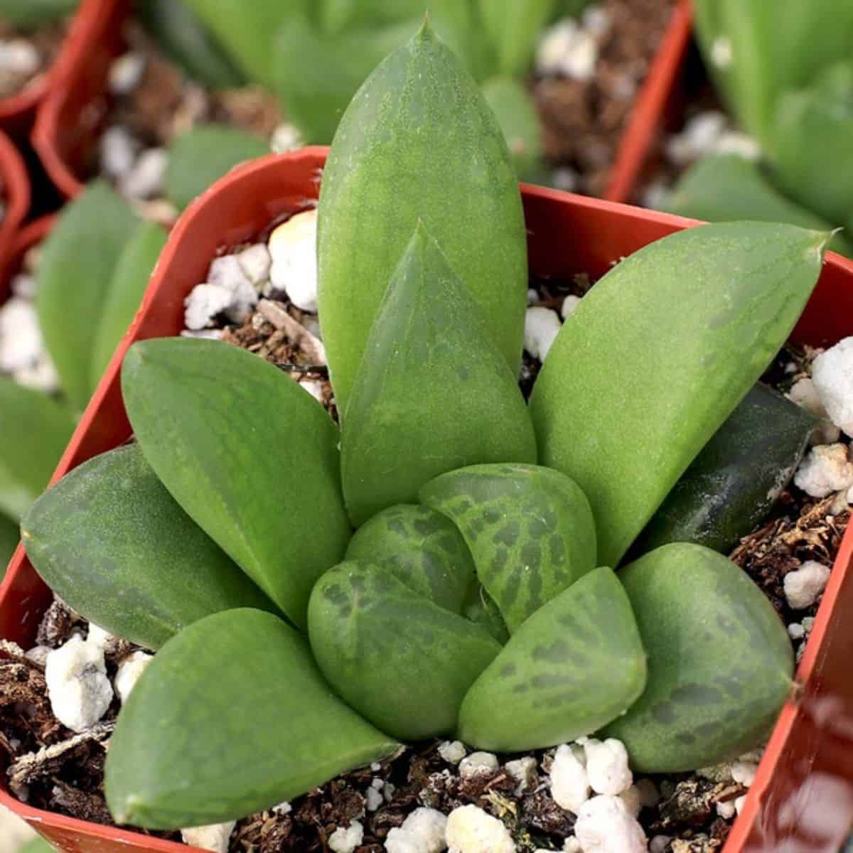 Haworthia x turgida in a pot.