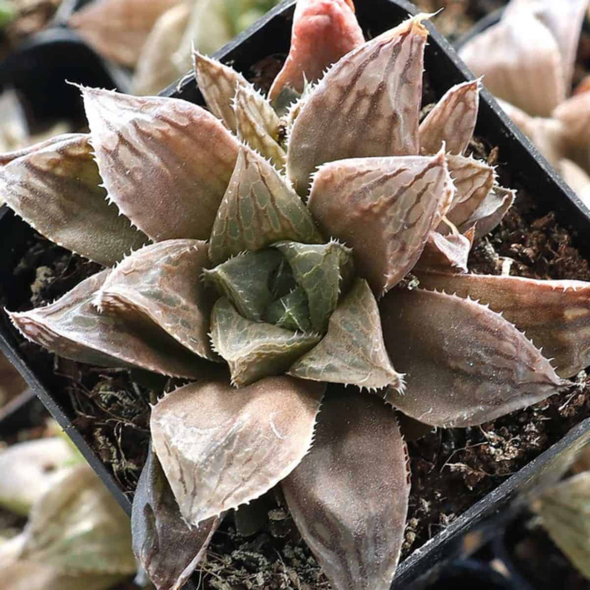 Haworthia 'Wudalang' in a pot.