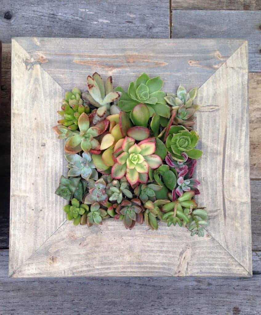 interesting succulent vertical planter