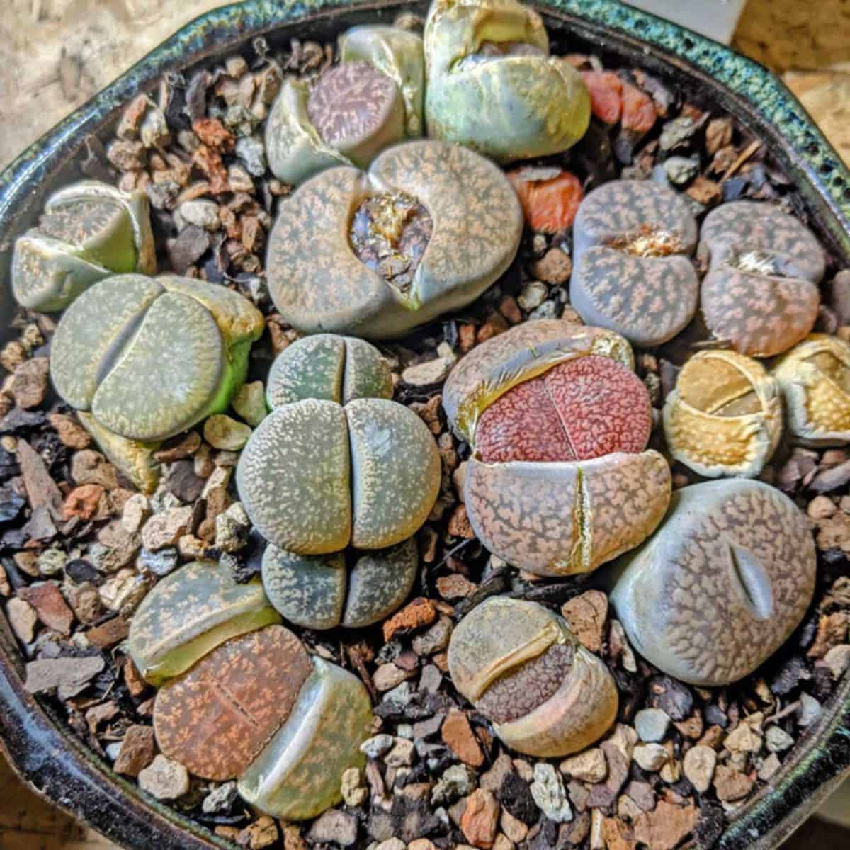 Lithops in a pot.