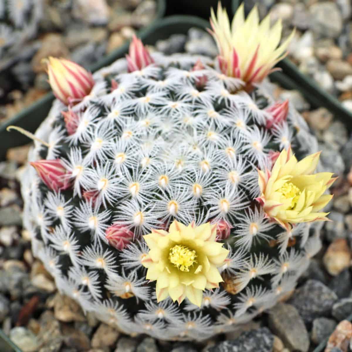 Blooming Mammillaria crinita  in a pot.