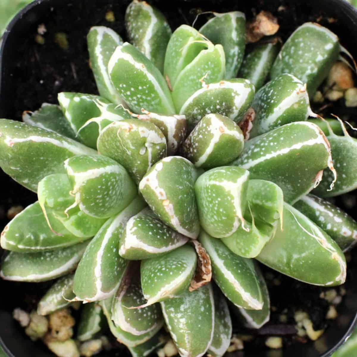 Faumatium hybrid in a pot.