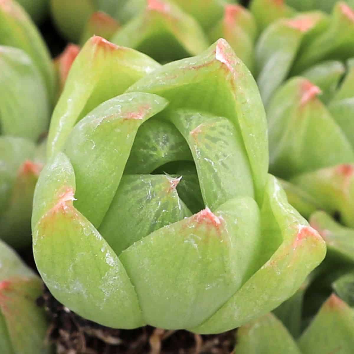 MCG Mini Succulent.