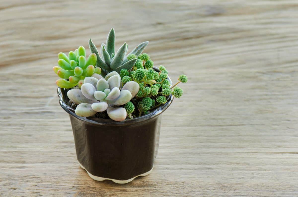 Mini succulents growing in a pot.