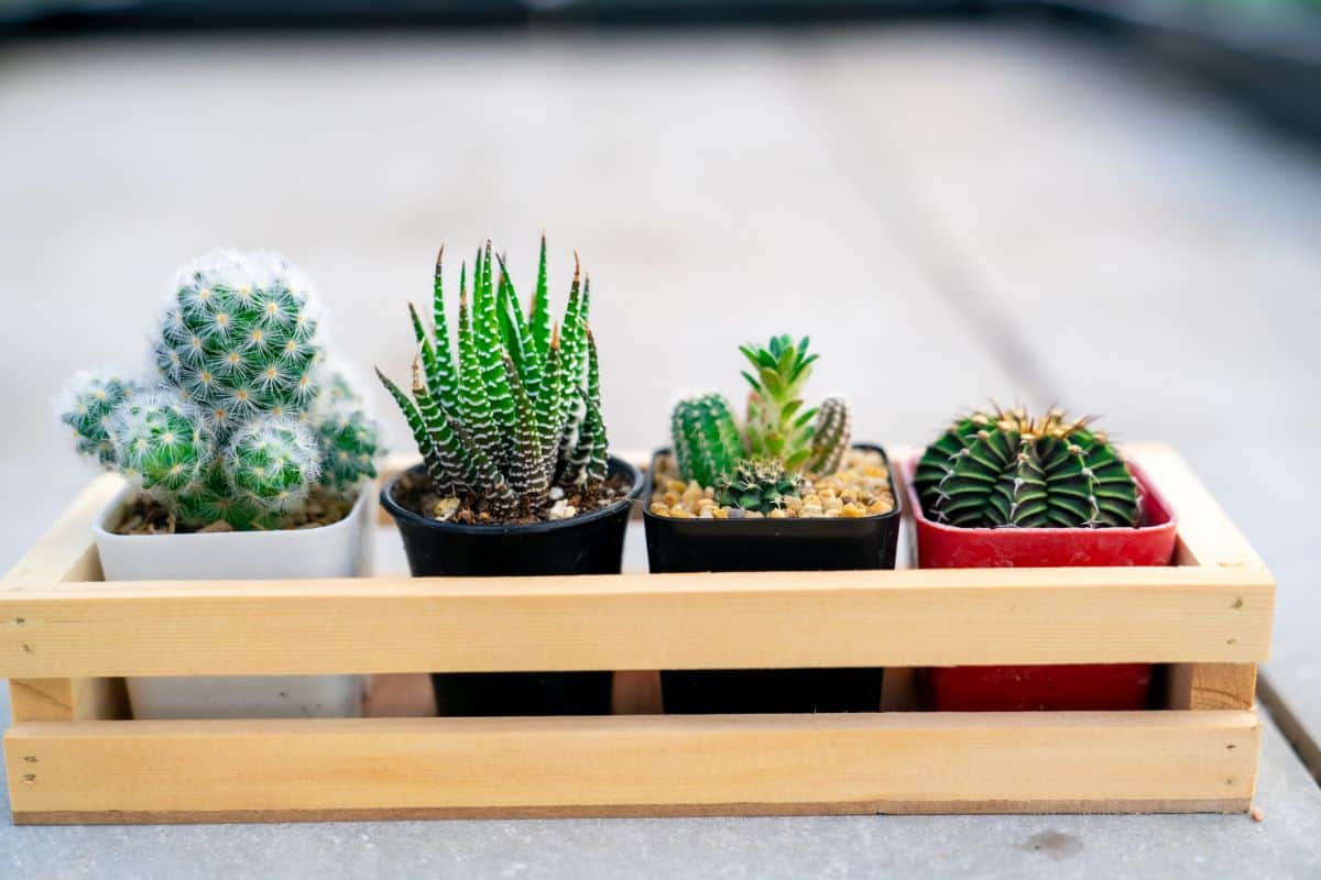 Mini succulents growing in pots.