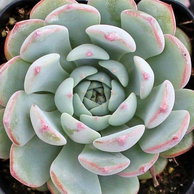 9 Best Miniature Succulents Sublime Succulents