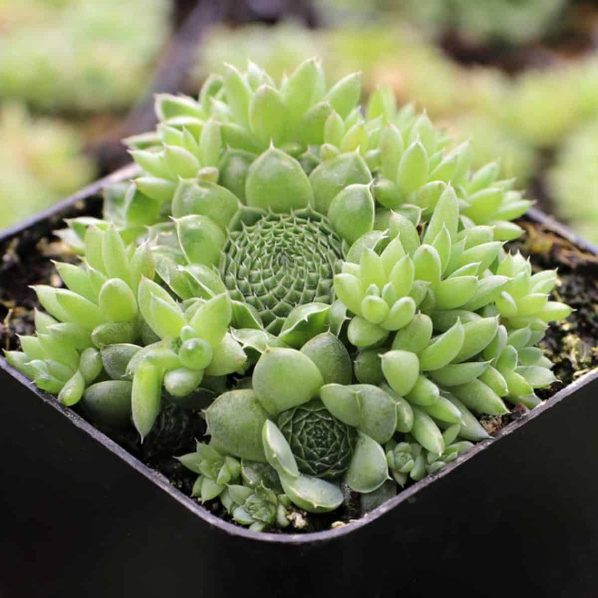 Orostachys spinosa in a pot.