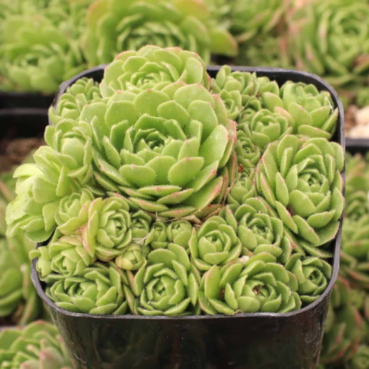 Rosularia platyphylla in a pot.