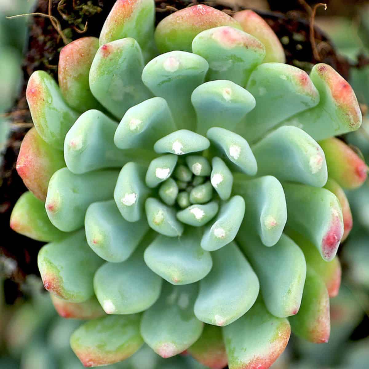 Sedeveria 'Blue Elf' in a pot.