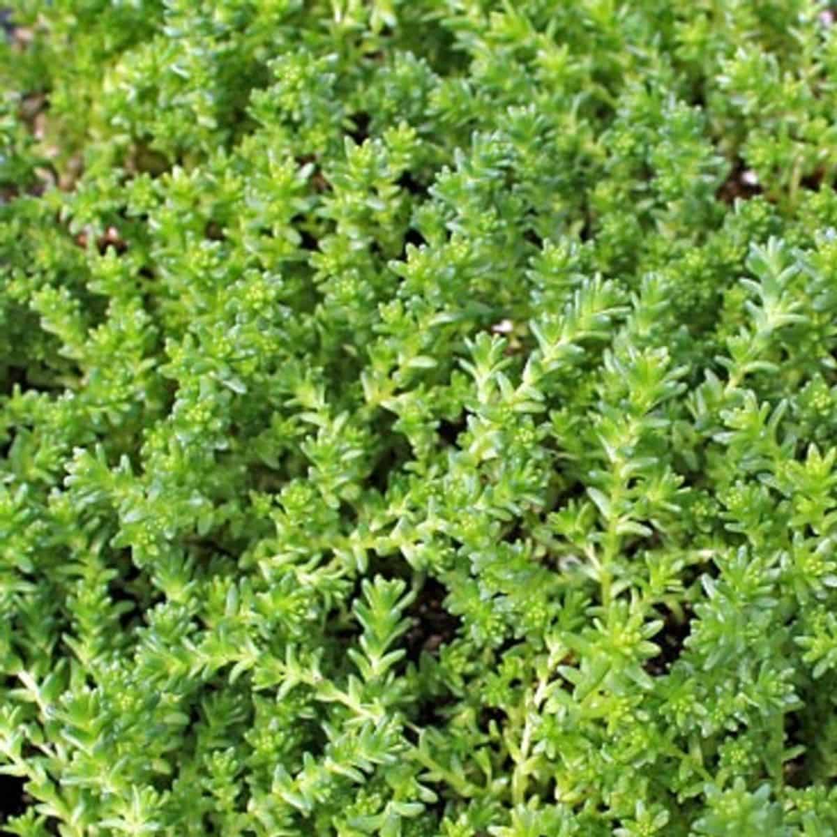 Sedum acre