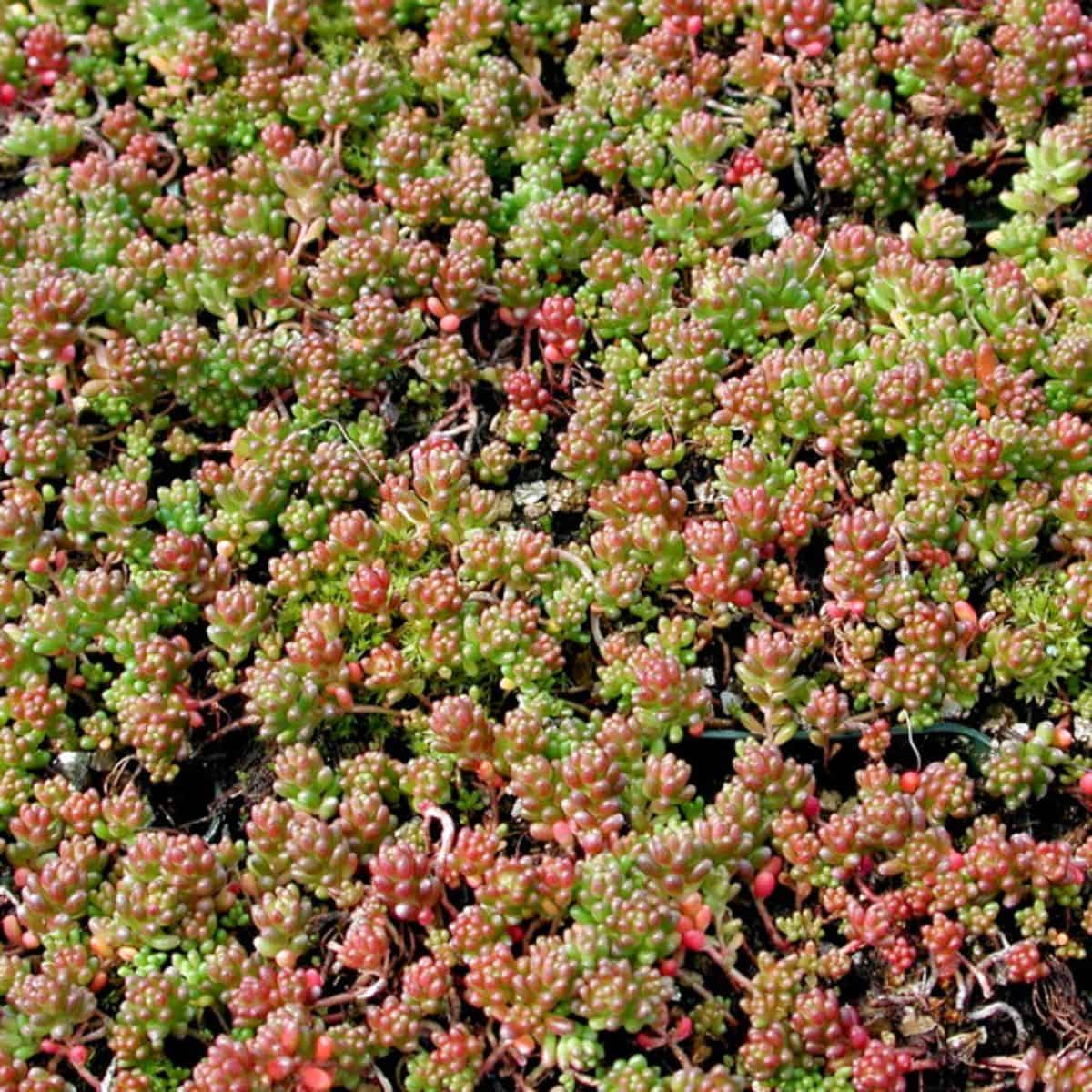 Sedum Album