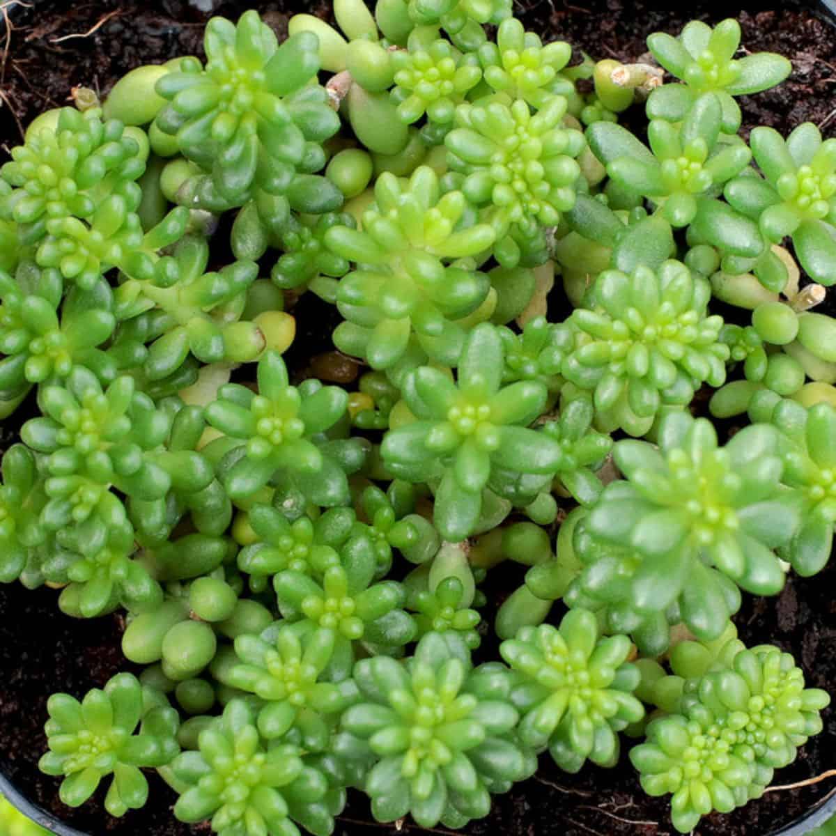 Sedum Borschii in a pot.