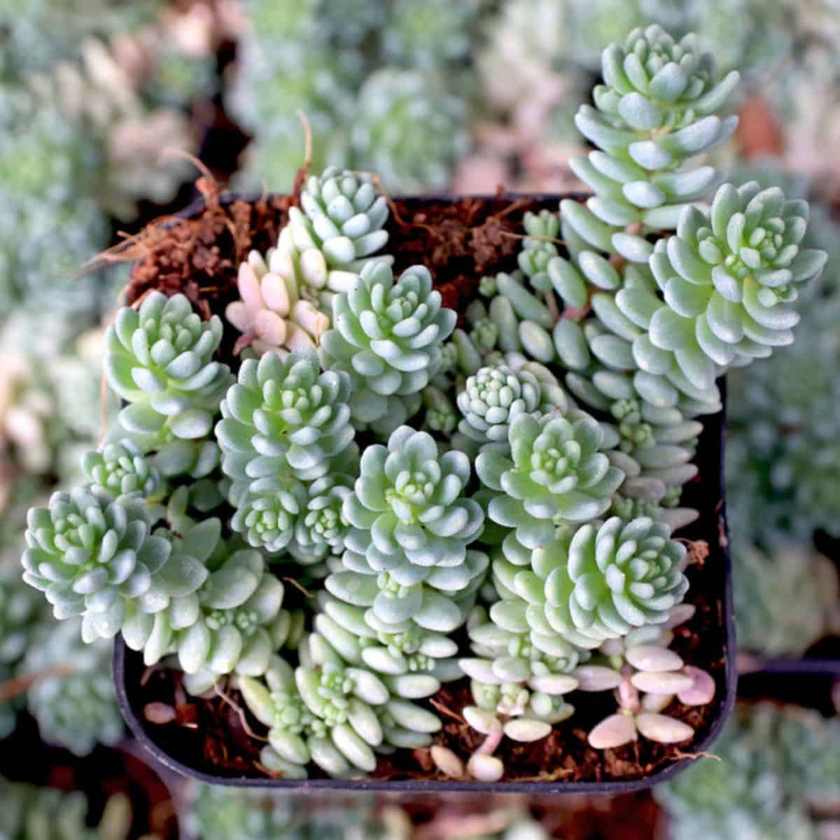 Sedum Dasyphyllum in a pot.