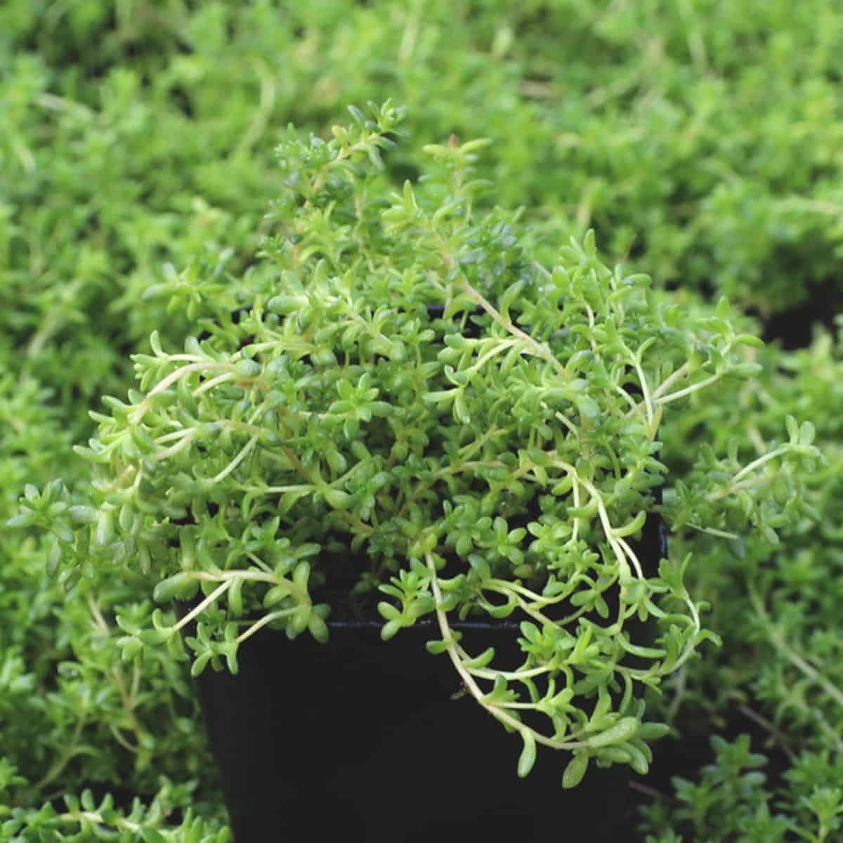 Sedum Oryzifolium in a pot.