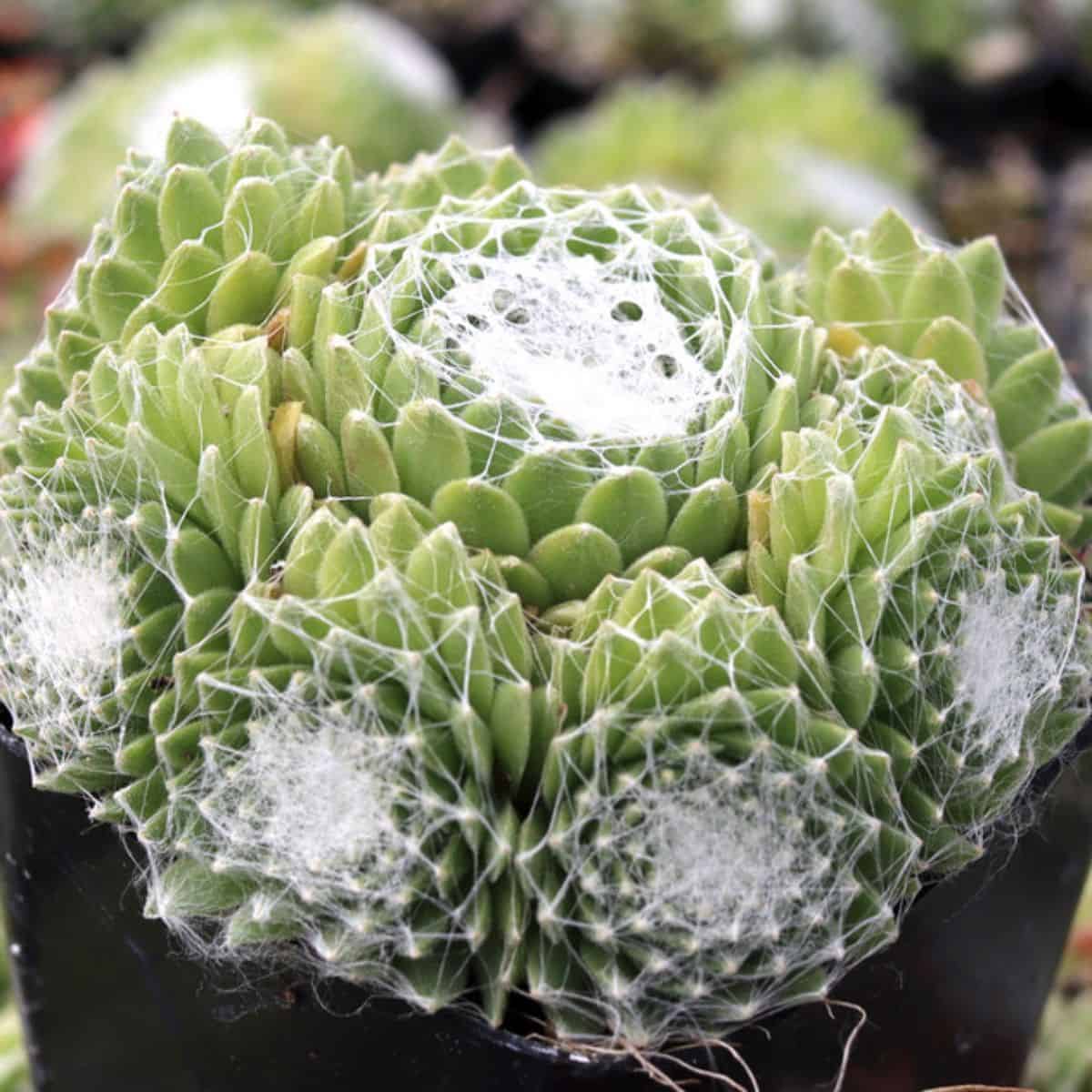 Sempervivum 'Ali Baba' in a pot.